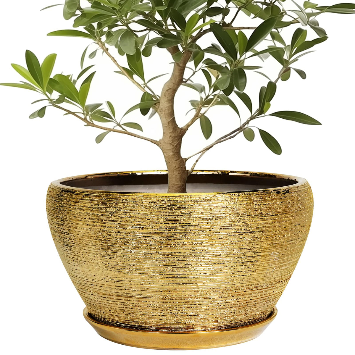 Ceramic Modern Glaze Succulent Planter Pot with Drainage Hole and Saucer 6 Inch Round Flower Plant Pot for Indoor Outdoor Herb Snake Plants