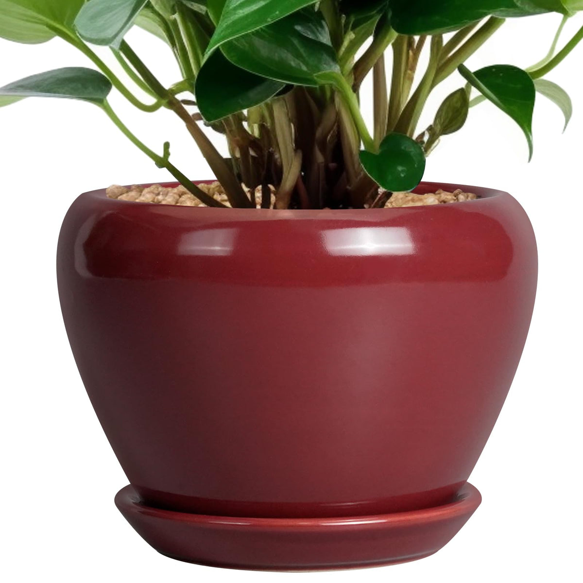 Ceramic Modern Glaze Succulent Planter Pot with Drainage Hole and Saucer 6 Inch Round Flower Plant Pot for Indoor Outdoor Herb Snake Plants
