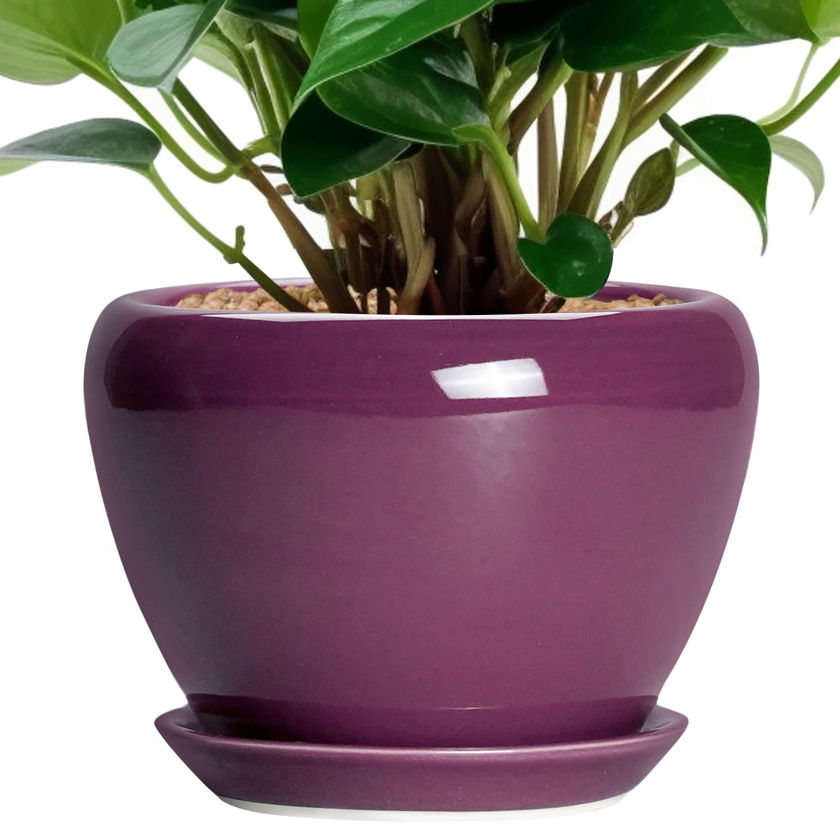 Ceramic Modern Glaze Succulent Planter Pot with Drainage Hole and Saucer 6 Inch Round Flower Plant Pot for Indoor Outdoor Herb Snake Plants
