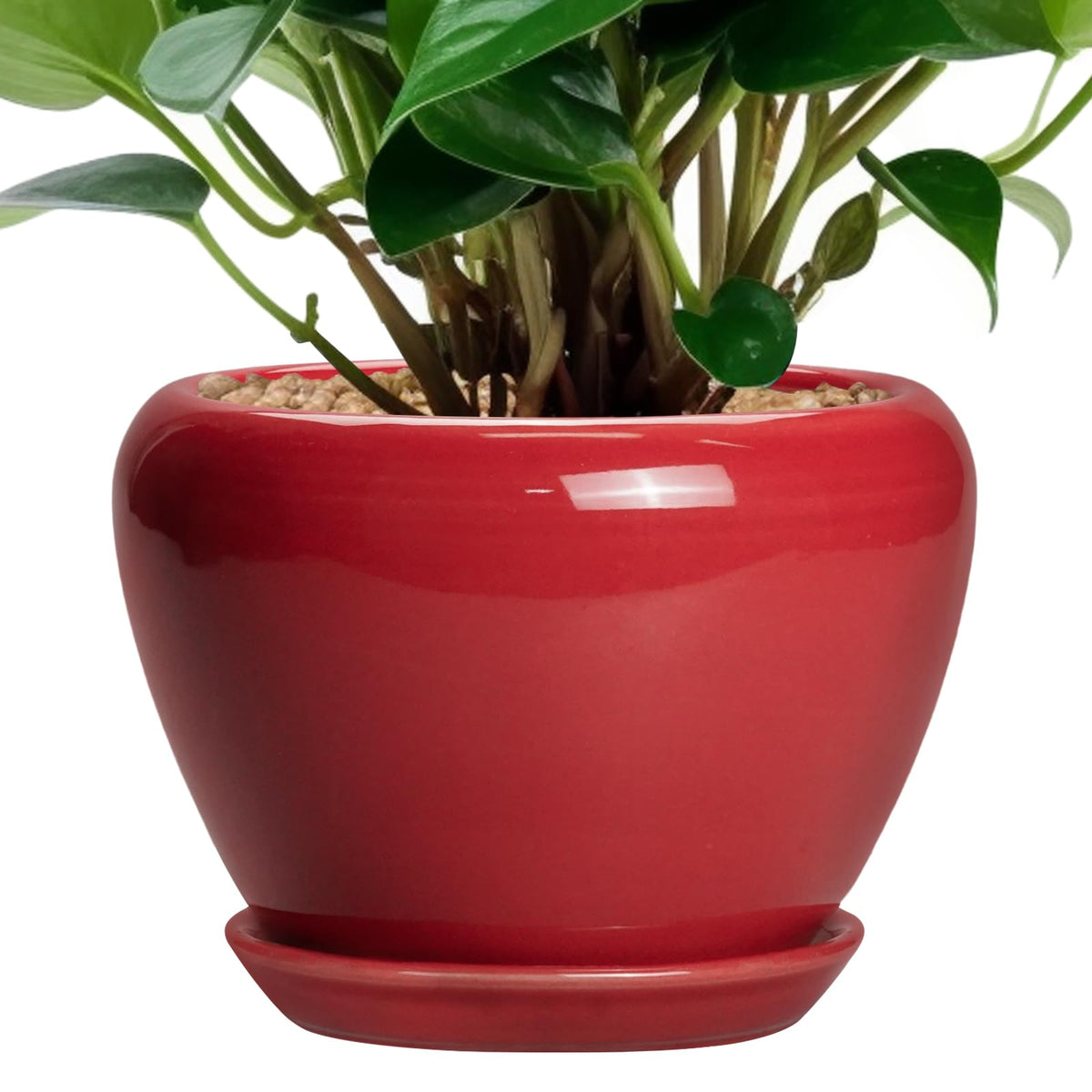 Ceramic Modern Glaze Succulent Planter Pot with Drainage Hole and Saucer 6 Inch Round Flower Plant Pot for Indoor Outdoor Herb Snake Plants