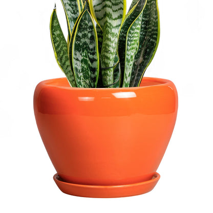 Ceramic Modern Glaze Succulent Planter Pot with Drainage Hole and Saucer 6 Inch Round Flower Plant Pot for Indoor Outdoor Herb Snake Plants