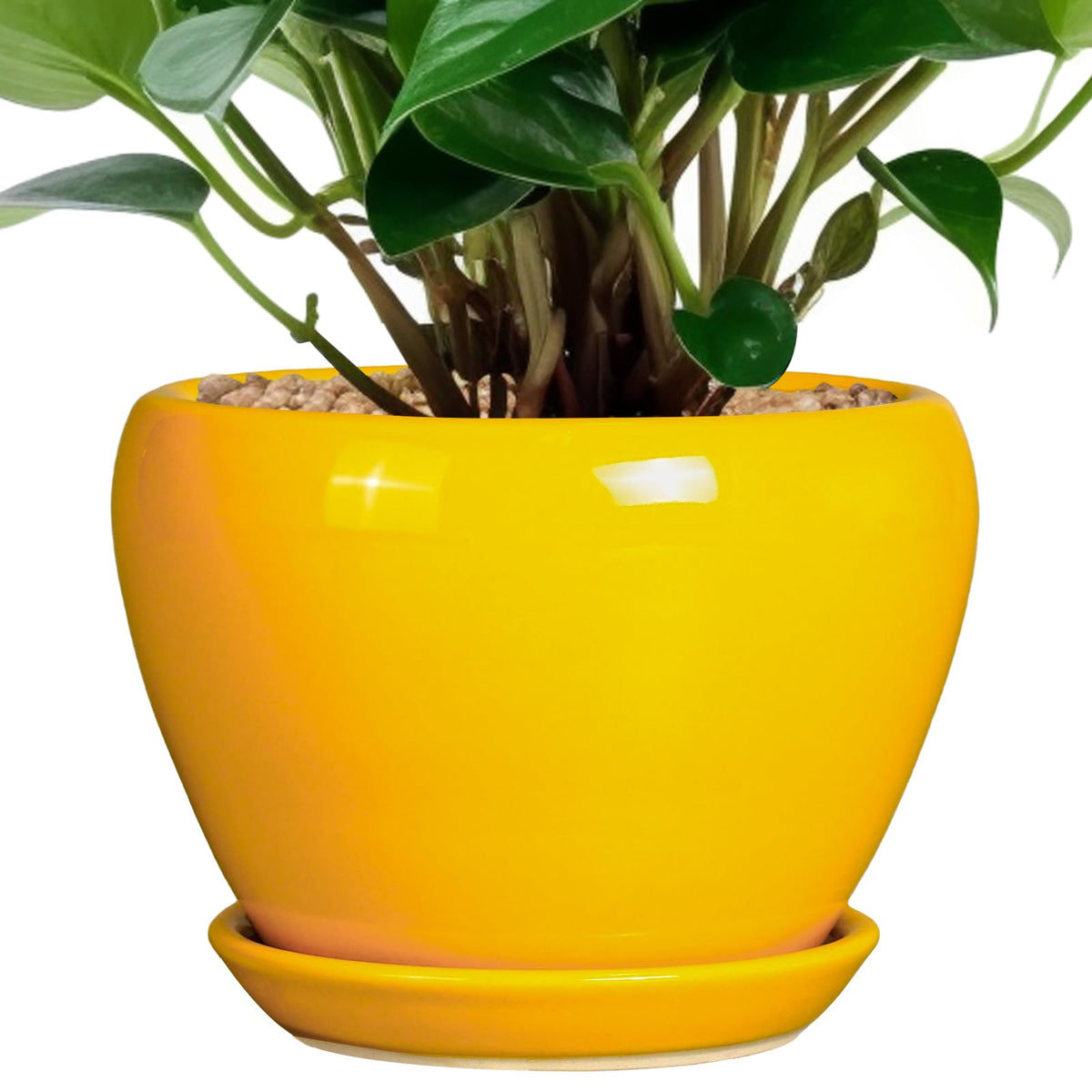 Ceramic Modern Glaze Succulent Planter Pot with Drainage Hole and Saucer 6 Inch Round Flower Plant Pot for Indoor Outdoor Herb Snake Plants