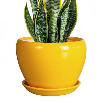 Ceramic Modern Glaze Succulent Planter Pot with Drainage Hole and Saucer 6 Inch Round Flower Plant Pot for Indoor Outdoor Herb Snake Plants