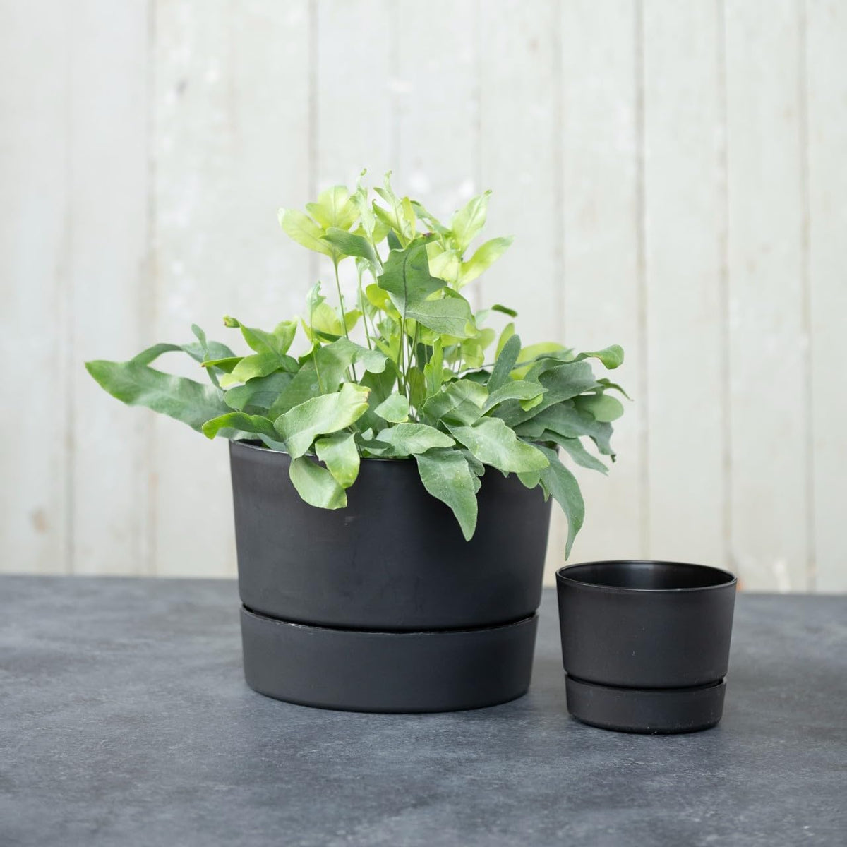 Root & Vessel Majestic Mid-Century Modern Low Profile Cylinder Pot, Matte Black, 6.5"