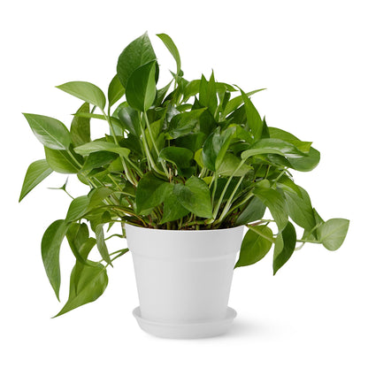 Amazon Basics Plant Pot with Saucer, Flower Pot with Drainage Holes, Lightweight PP, 8 Inch, 1-Pack