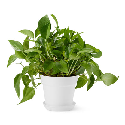 Amazon Basics Plant Pot with Saucer, Flower Pot with Drainage Holes, Lightweight PP, 8 Inch, 1-Pack