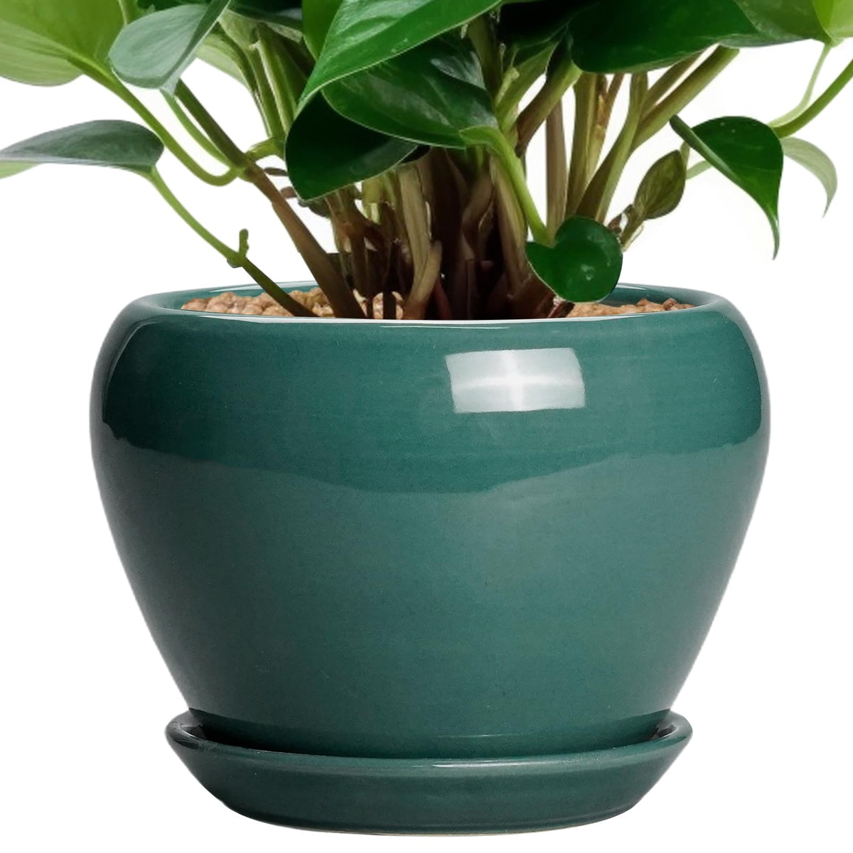 Ceramic Modern Glaze Succulent Planter Pot with Drainage Hole and Saucer 6 Inch Round Flower Plant Pot for Indoor Outdoor Herb Snake Plants