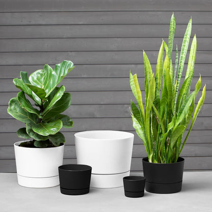 Root & Vessel Majestic Mid-Century Modern Low Profile Cylinder Pot, Matte Black, 6.5"