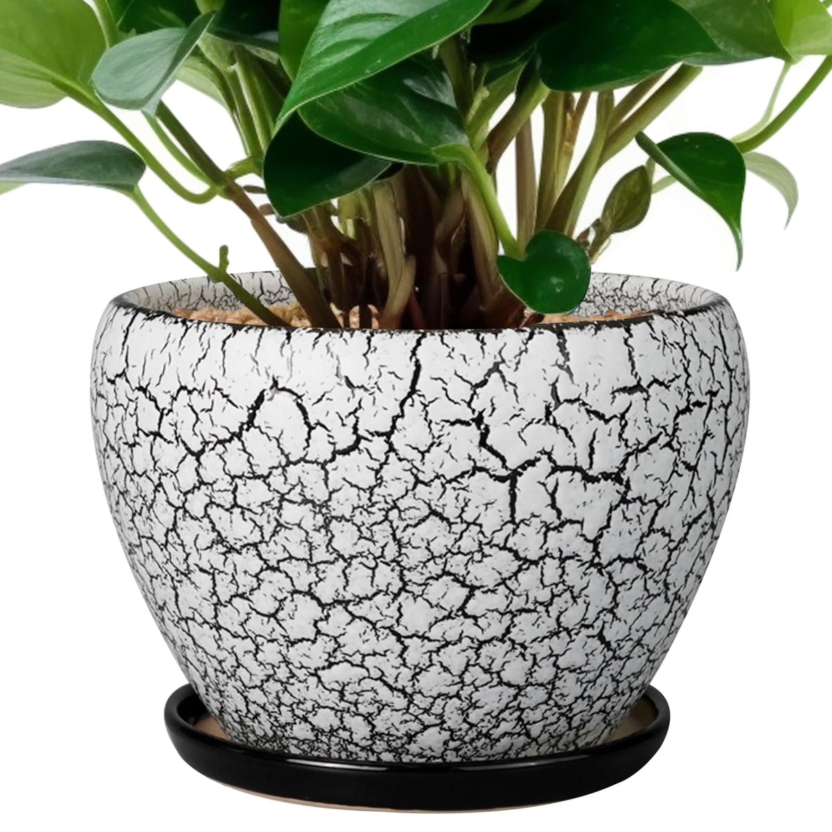 Ceramic Modern Glaze Succulent Planter Pot with Drainage Hole and Saucer 6 Inch Round Flower Plant Pot for Indoor Outdoor Herb Snake Plants