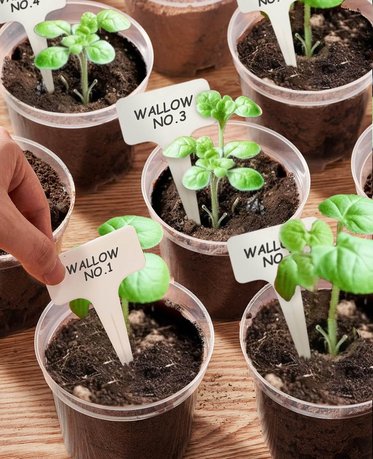 homenote 3/4/5/6.7 Inch Clear PP Nursery Pots with Drainage Holes (36 Pcs)