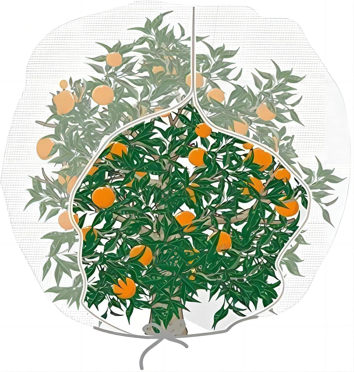 Agfabric Bird Netting 84" Hx72 W Garden Netting Insect Pest Barrier,Plant Cover Fruit Tree Netting Mesh Protection Bag with Zipper,White