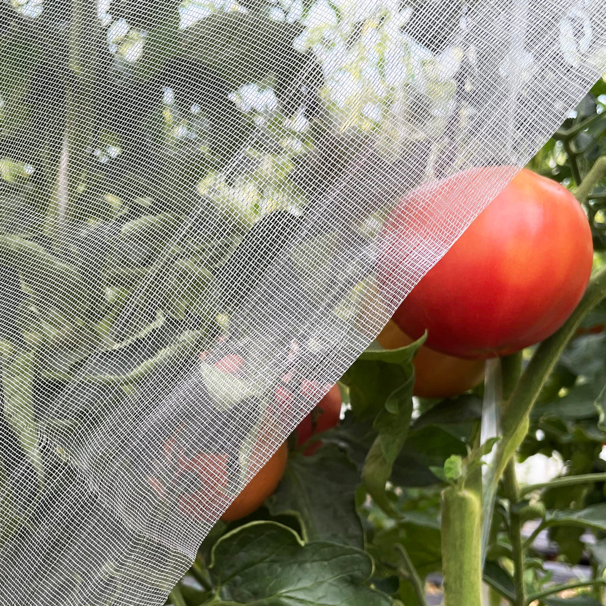 Garden Netting 10x33ft - Ultra Fine Mesh Insect Bug Screen Barrier